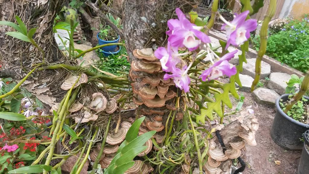 Casas Na Praia De Bombas - Bombinhas
